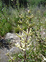 lonicera subspicata var. denudata